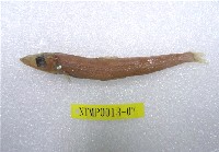 藏品(鹿兒島水珍魚)的圖片